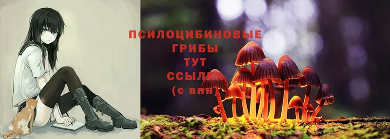 купить наркотики сайты  Калач-на-Дону  Галлюциногенные грибы Psilocybe 